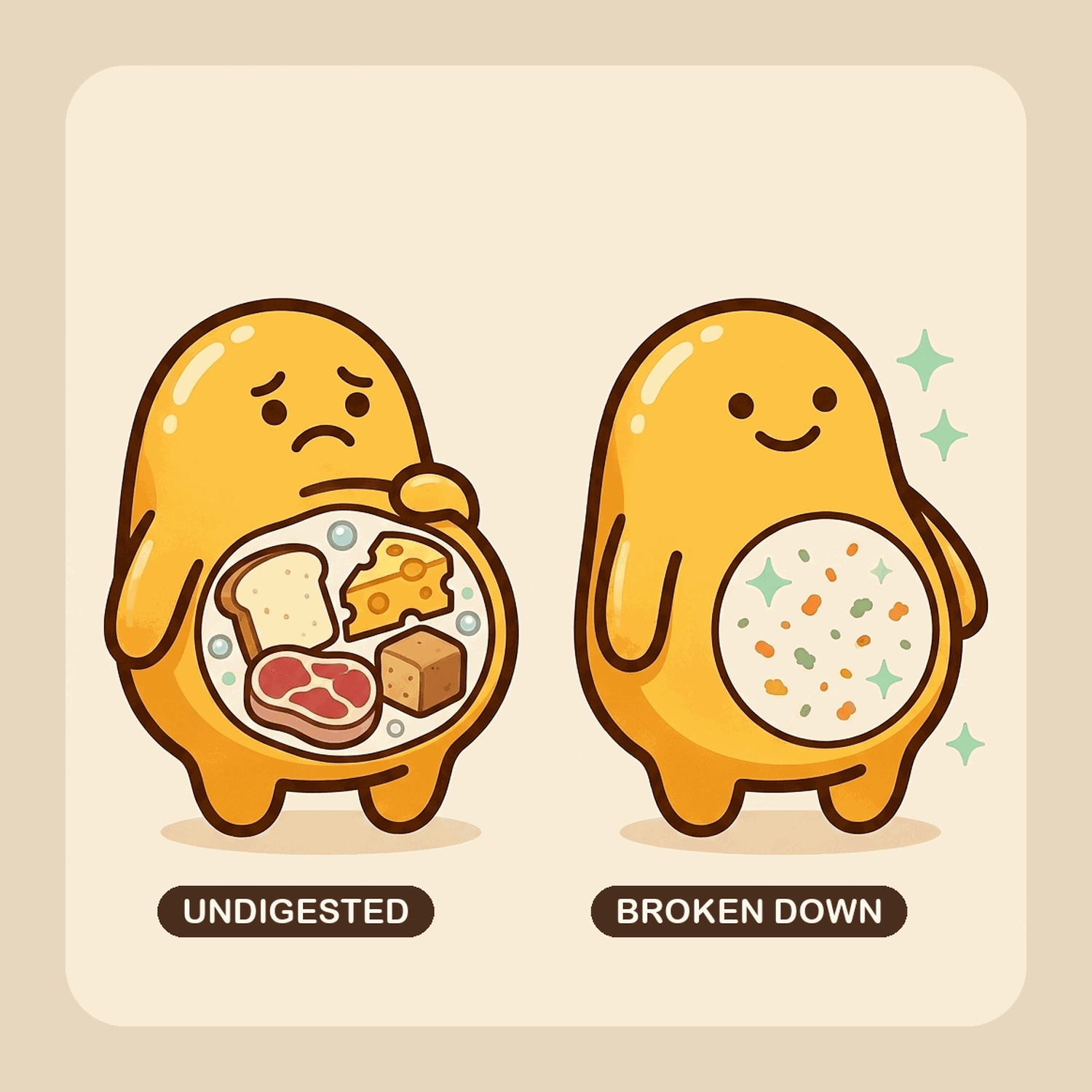 How After Meal Reset works: undigested food vs broken down food in the stomach